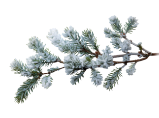 Pine branches covered with snow on transparent background