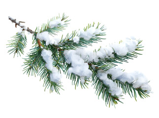 Pine branches covered with snow on transparent background - Powered by Adobe