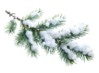 Pine branches covered with snow on transparent background