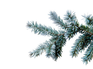 Pine branches covered with snow on transparent background