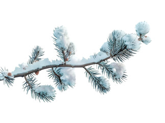 Pine branches covered with snow on transparent background