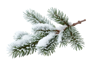 Pine branches covered with snow on transparent background