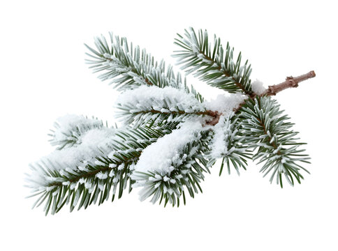 Pine branches covered with snow on transparent background