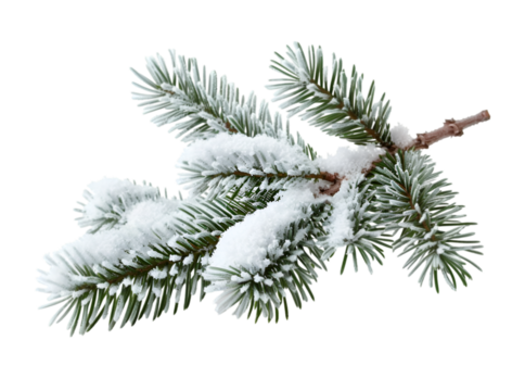 Pine branches covered with snow on transparent background