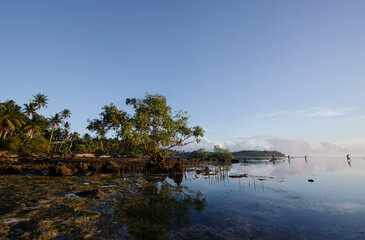 Landscape with mangrove trees on low tide coral beach.