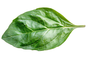 Obraz premium A single, vibrant green basil leaf isolated on a black background. The leaf has a prominent vein structure and a slightly wrinkled texture.