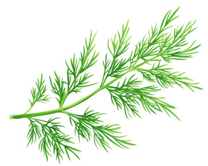 Fototapeta premium A single, fresh sprig of cilantro isolated on a black background.