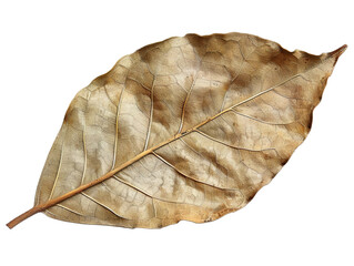 A single, dry, brown leaf isolated on a black background.