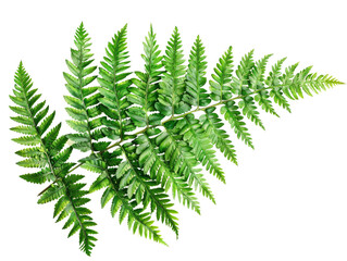 A single fern frond with lush green leaves against a black background.