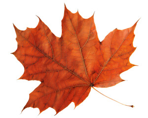 Fototapeta premium A single, vibrant orange maple leaf with intricate veins, isolated on a black background. Perfect for fall-themed designs.