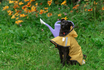 Portrait of a Small black dog in yellow raincoat purple watering can in the garden copy space