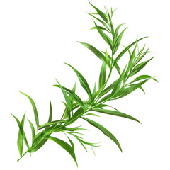Fototapeta premium A single sprig of green rosemary with delicate leaves.