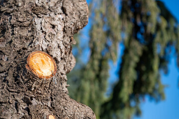 Pruned section of an pine tree showing where dead branch was removed.