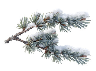 Pine branches covered with snow on transparent background
