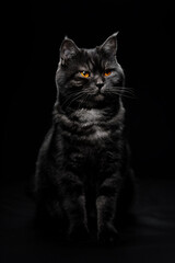 Adorable scottish black tabby cat on black background.