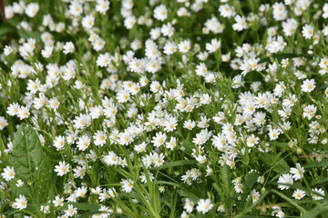 shot of daisies in a summer field