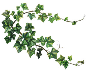 A vibrant green ivy vine with lush leaves, perfect for nature-themed designs.