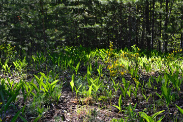 a fir forest with green plants and sunbeams in the background