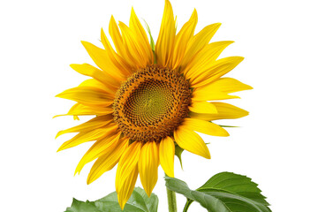 Fototapeta premium A vibrant sunflower with bright yellow petals and a dark brown center. The flower is in full bloom and is isolated against a black background.