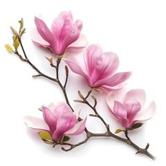 Naklejka premium Pink magnolia flowers isolated on white background 
