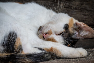 Obraz premium Mittelamerika Honduras, El Salvador, Wilde Tiere, Natur, Pflanzen, Reisen, Travel