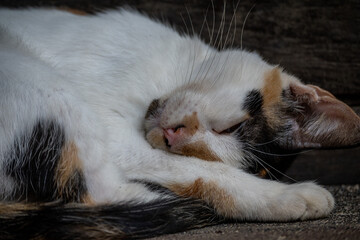 Mittelamerika Honduras, El Salvador, Wilde Tiere, Natur, Pflanzen, Reisen, Travel