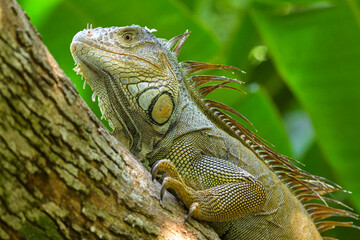 Mittelamerika Honduras, El Salvador, Wilde Tiere, Natur, Pflanzen, Reisen, Travel