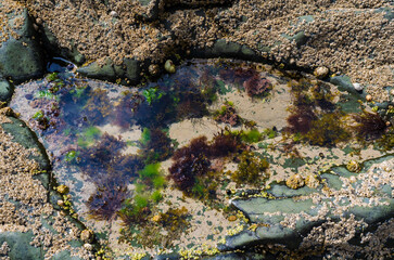 Rock pool on the beach at Ballywalter with seaweeds barnacles and limpets