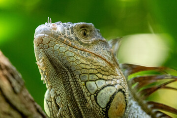 Mittelamerika Honduras, El Salvador, Wilde Tiere, Natur, Pflanzen, Reisen, Travel