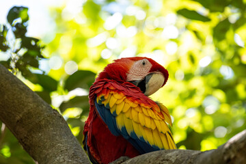 Mittelamerika Honduras, El Salvador, Wilde Tiere, Natur, Pflanzen, Reisen, Travel