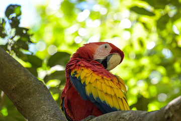 Mittelamerika Honduras, El Salvador, Wilde Tiere, Natur, Pflanzen, Reisen, Travel