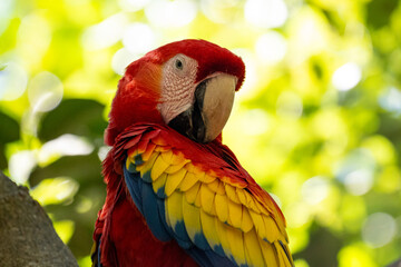 Mittelamerika Honduras, El Salvador, Wilde Tiere, Natur, Pflanzen, Reisen, Travel