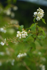 草花に触れることで心が癒やされる瞬間があります。