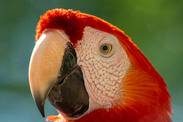 Mittelamerika Honduras, El Salvador, Wilde Tiere, Natur, Pflanzen, Reisen, Travel