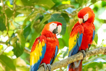 Mittelamerika Honduras, El Salvador, Wilde Tiere, Natur, Pflanzen, Reisen, Travel