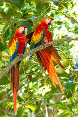 Mittelamerika Honduras, El Salvador, Wilde Tiere, Natur, Pflanzen, Reisen, Travel