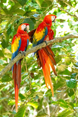 Mittelamerika Honduras, El Salvador, Wilde Tiere, Natur, Pflanzen, Reisen, Travel