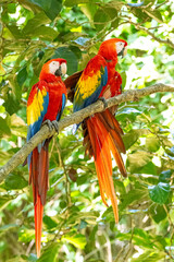 Mittelamerika Honduras, El Salvador, Wilde Tiere, Natur, Pflanzen, Reisen, Travel