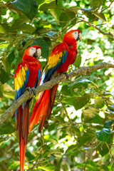 Mittelamerika Honduras, El Salvador, Wilde Tiere, Natur, Pflanzen, Reisen, Travel