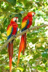 Mittelamerika Honduras, El Salvador, Wilde Tiere, Natur, Pflanzen, Reisen, Travel