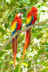 Mittelamerika Honduras, El Salvador, Wilde Tiere, Natur, Pflanzen, Reisen, Travel