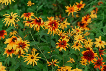 Orange gardens rudbeckia flower. Rudbecia in landscape design. Summer floral background