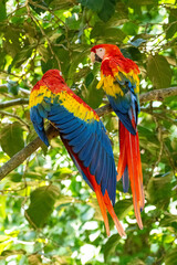 Mittelamerika Honduras, El Salvador, Wilde Tiere, Natur, Pflanzen, Reisen, Travel