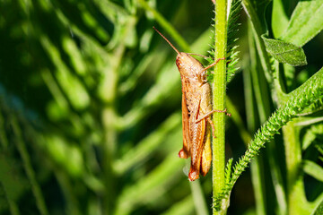 A meadow grasshopper sits on the grass.