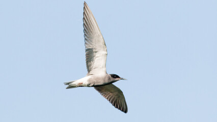Fototapeta premium seagull in the sky