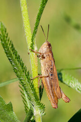 Vertical photo of a grasshopper on a grass stem.
