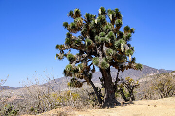 Joshua tree. Guanajuato, Mexico