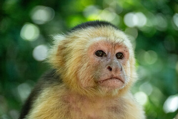 Mittelamerika Honduras, El Salvador, Wilde Tiere, Natur, Pflanzen, Reisen, Travel