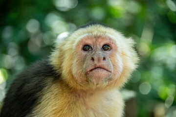 Fototapeta premium Mittelamerika Honduras, El Salvador, Wilde Tiere, Natur, Pflanzen, Reisen, Travel