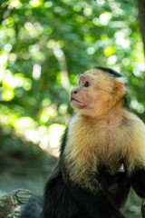 Mittelamerika Honduras, El Salvador, Wilde Tiere, Natur, Pflanzen, Reisen, Travel
